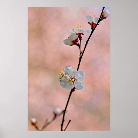 Poster Fleurs d'abricot japonaises attrayantes (Devant)