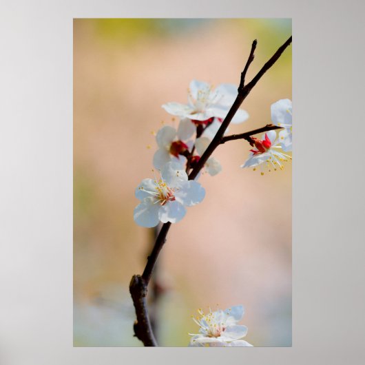 Poster Fleurs d'abricot japonaises exquises (Devant)