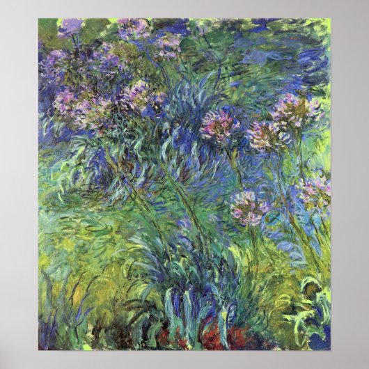 Poster Fleurs d'Agapanthus par Claude Monet (Devant)