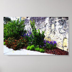 Poster Fleurs d'Alamo