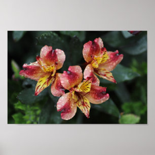 Poster Fleurs d'Alstroemeria