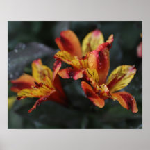 Fleurs d'Alstroemeria