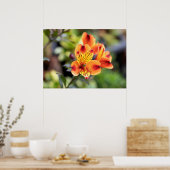 Poster Fleurs d'alstroemeria rouge et orange (Cuisine)