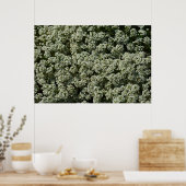 Poster Fleurs d'Alyssum doux Floral blanc (Cuisine)