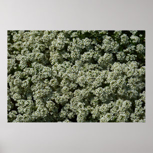 Poster Fleurs d'Alyssum doux Floral blanc