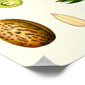 Poster Fleurs d'amande germanique (Coin)