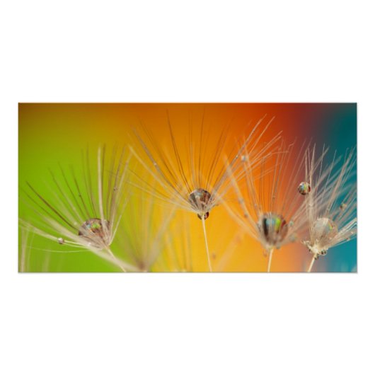 Poster Fleurs Dandelion Wedding shower Aimer la paix (Devant)