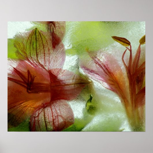 Poster Fleurs dans la glace (Devant)