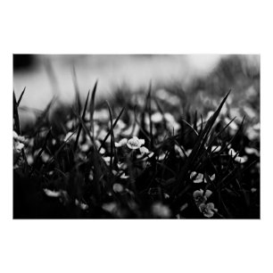 Poster Fleurs dans le champ au printemps