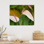 Poster Fleurs d'anthurium (Cuisine)