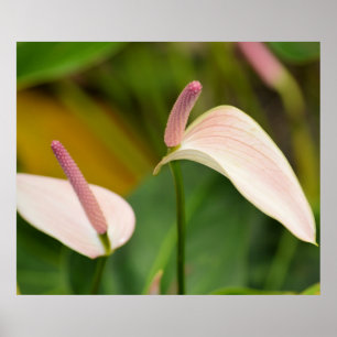 Poster Fleurs d'anthurium