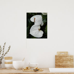 Poster Fleurs d'Anthurium blanc photographique