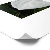 Poster Fleurs d'Anthurium blanc photographique (Coin)