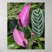 Poster Fleurs d'anthurium rose et feuillage touffu (Devant)