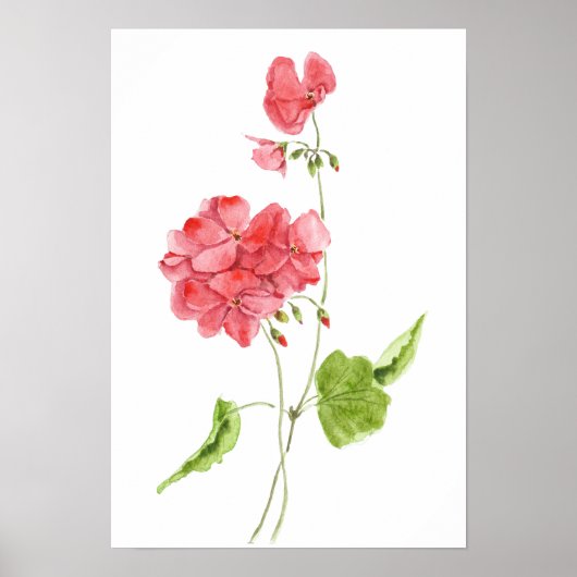 Poster fleurs d'aquarelle de géranium rouge (Devant)