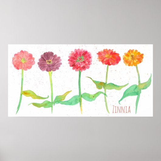 Poster Fleurs d'aquarelle Zinnia (Devant)