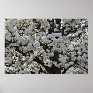 Poster Fleurs d'arbre à fleurs blanches