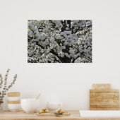 Poster Fleurs d'arbre à fleurs blanches (Cuisine)
