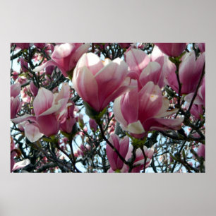Poster Fleurs d'arbre de tulipe rose