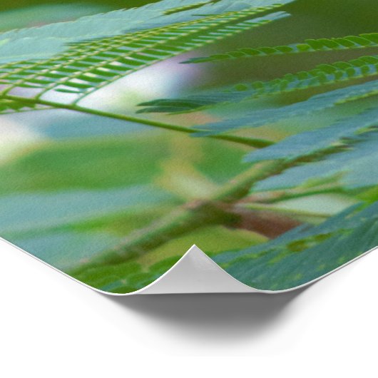 Poster Fleurs d'arbre Mimosa (Coin)