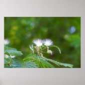 Poster Fleurs d'arbre Mimosa (Devant)