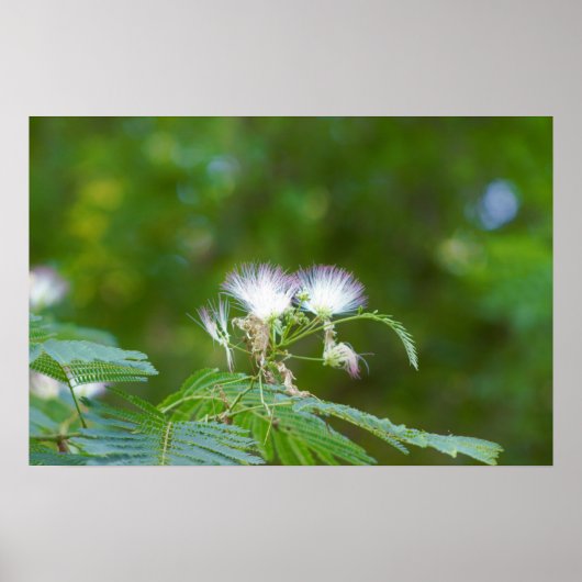 Poster Fleurs d'arbre Mimosa (Devant)