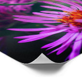 Poster Fleurs d'aster rose de la Nouvelle-Angleterre (Coin)