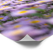 Poster Fleurs d'aster violet (Coin)