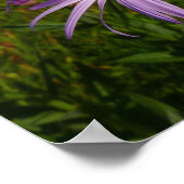 Poster Fleurs d'aster violettes au mont Rainier (Coin)