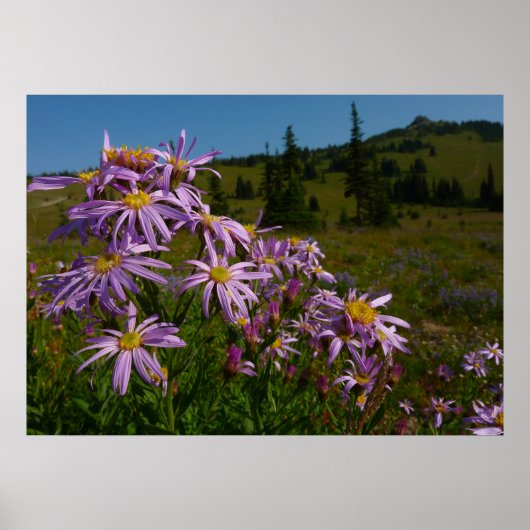 Poster Fleurs d'aster violettes au mont Rainier (Devant)