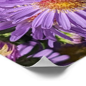 Poster Fleurs d'aster violettes Floral (Coin)