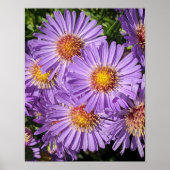 Poster Fleurs d'aster violettes Floral (Devant)