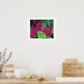Poster Fleurs d'Astilbe Rose Profond (Cuisine)