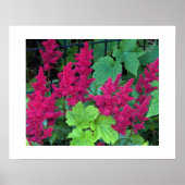 Poster Fleurs d'Astilbe Rose Profond (Devant)