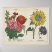 Poster Fleurs d'automne | Charlotte Mary Yonge (Devant)