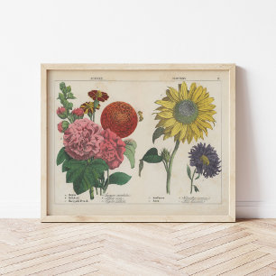 Poster Fleurs d'automne Charlotte Mary Yonge