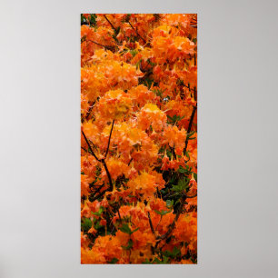 Poster Fleurs d'azalée
