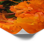 Poster Fleurs d'Azalée Flamboyante (Coin)