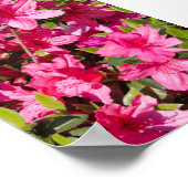 Poster fleurs d'azalée rose (Coin)