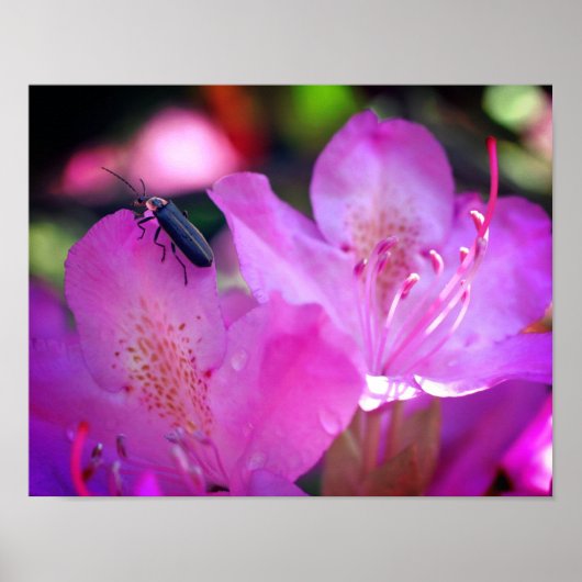Poster Fleurs d'azalée rose visitant l'insecte lucifère (Devant)