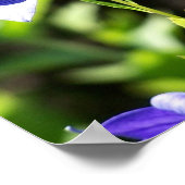 Poster Fleurs De Ballons Bleus Au Soleil (Coin)