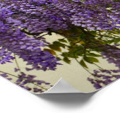 Poster Fleurs de bisteria violet (Coin)