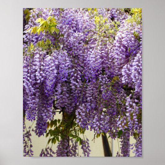 Poster Fleurs de bisteria violet (Devant)
