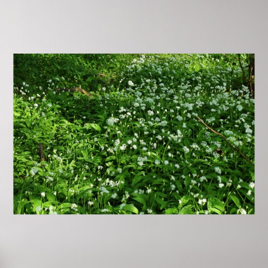 Poster Fleurs de bois (Devant)