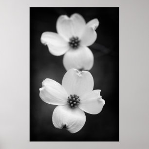Poster Fleurs de bois de chien en noir et blanc