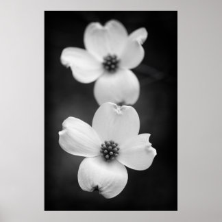 Poster Fleurs de bois de chien en noir et blanc