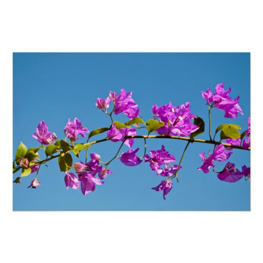 Poster Fleurs de bougainvillée (Devant)