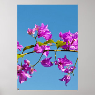 Poster Fleurs de bougainvillée