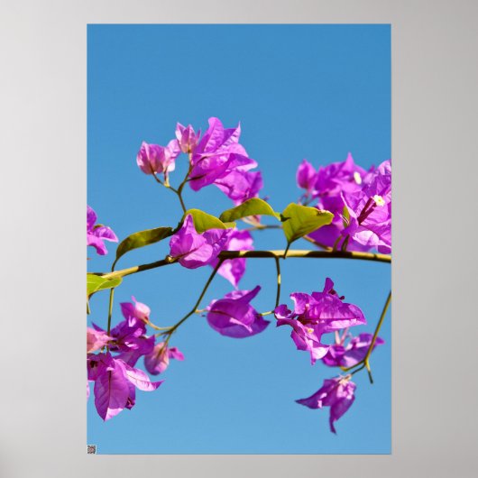 Poster Fleurs de bougainvillée (Devant)