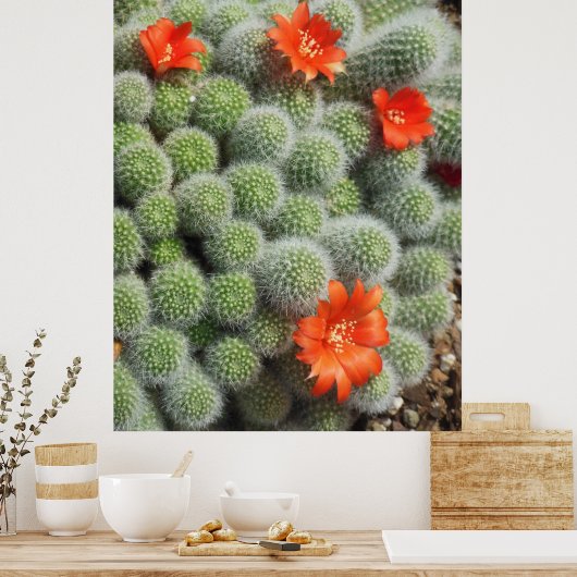 Poster Fleurs de cactus (Cuisine)